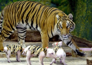 tiger and pigs